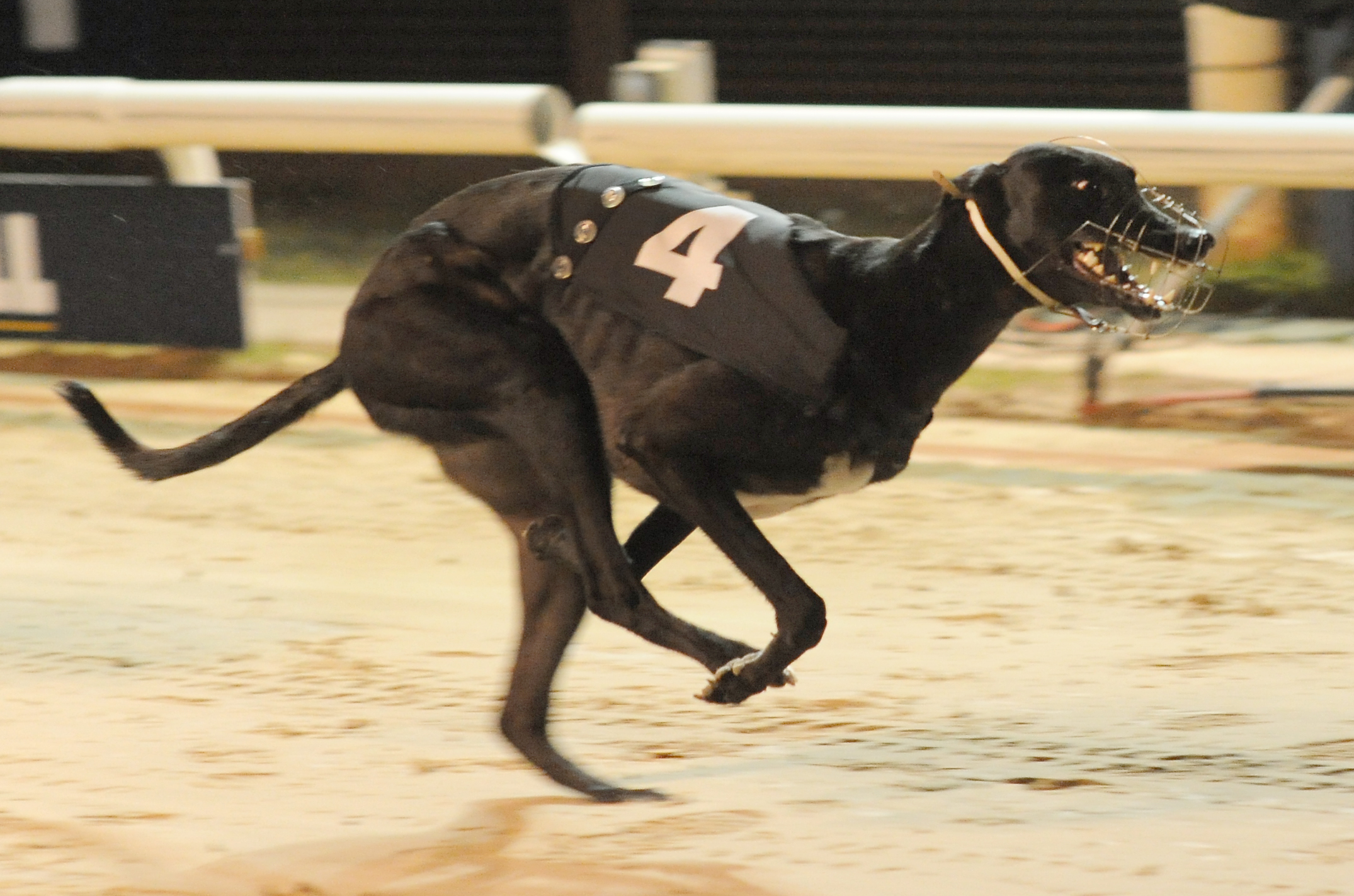 THIRTEEN BAGS KEEPS IT IN THE FAMILY Greyhound Star News from the