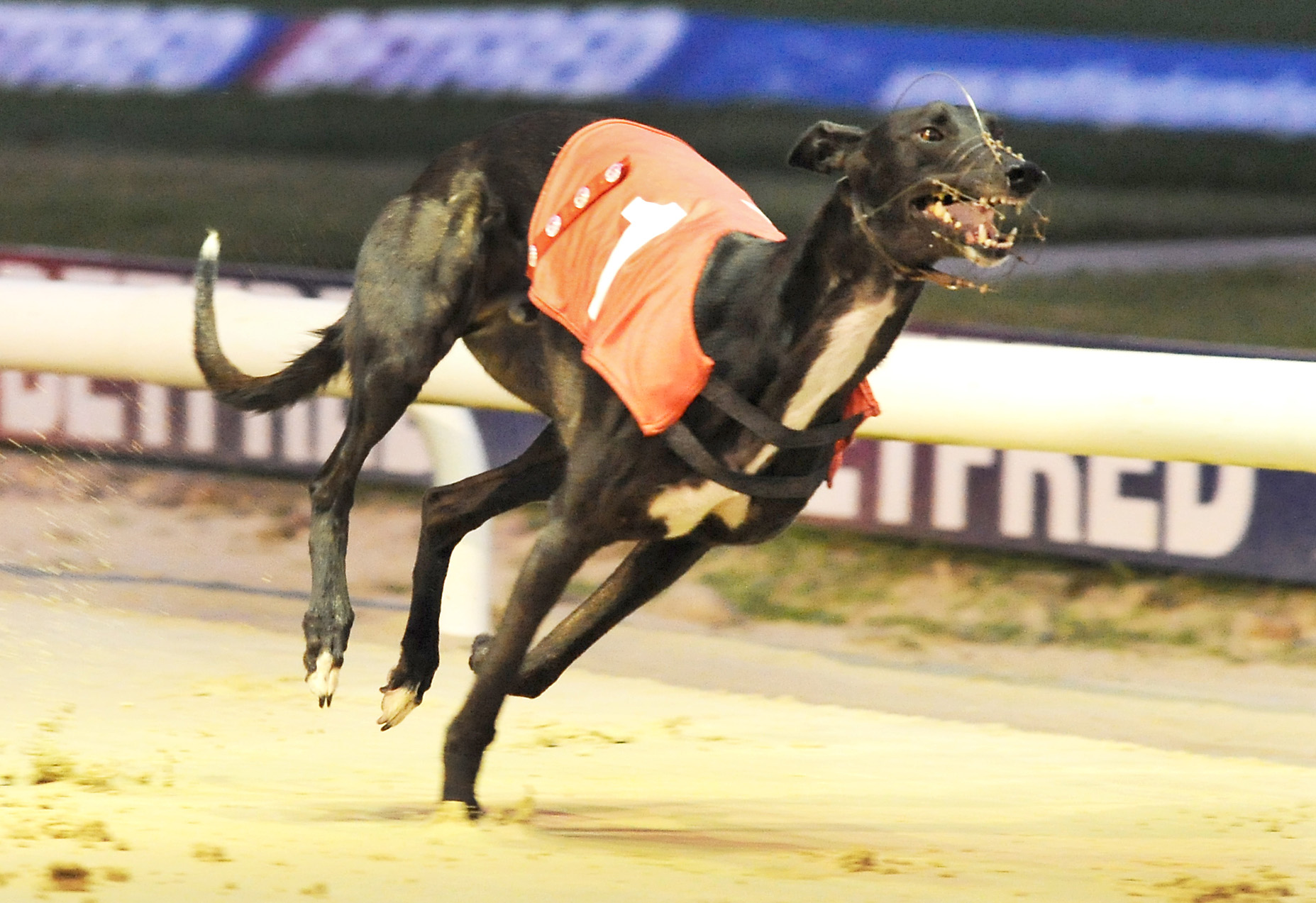 DIFFERENT LEGEND ON BRITISH BRED TRAIL - Greyhound Star | News from the ...