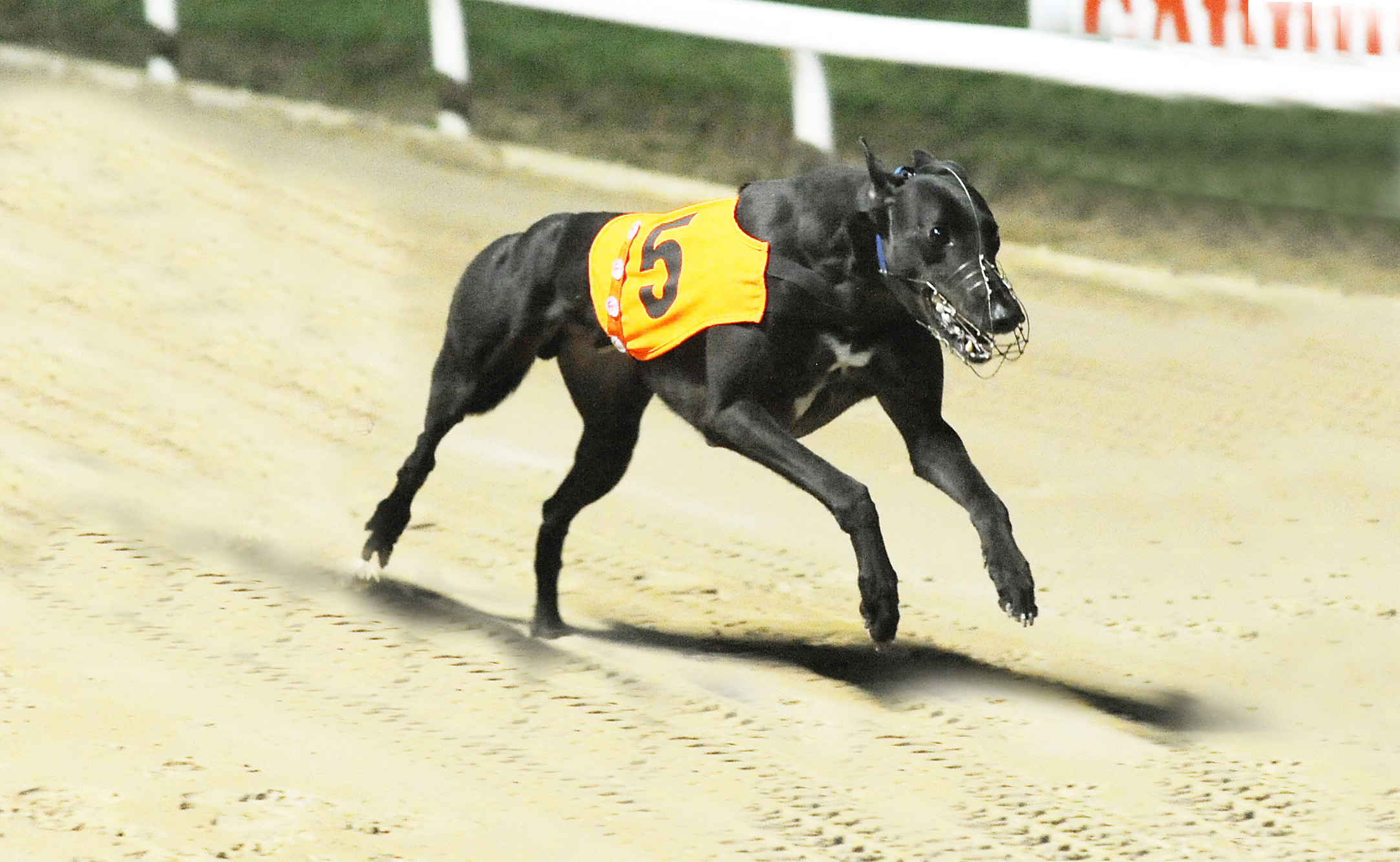 ORANGE BUICK FACES TOUGH ROUTE - Greyhound Star | News from the ...