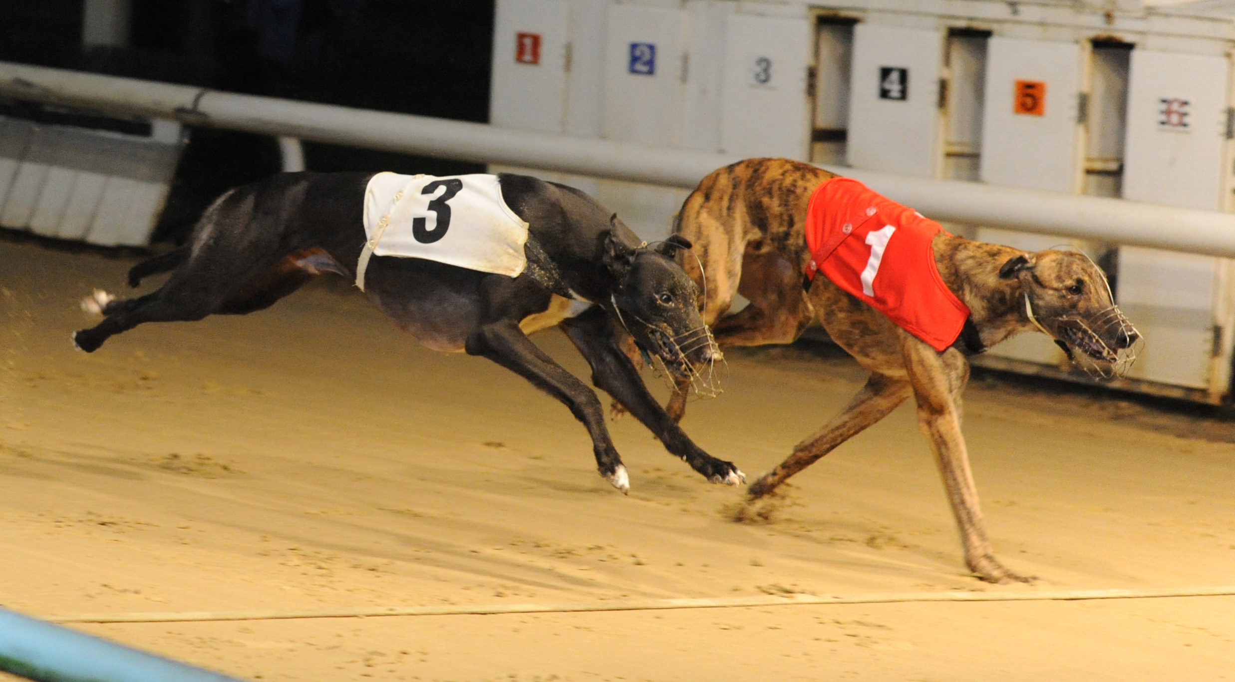 ROMFORD CONFIRMED WINNERS, CENTRAL PARK FINISH WELL - Greyhound Star ...