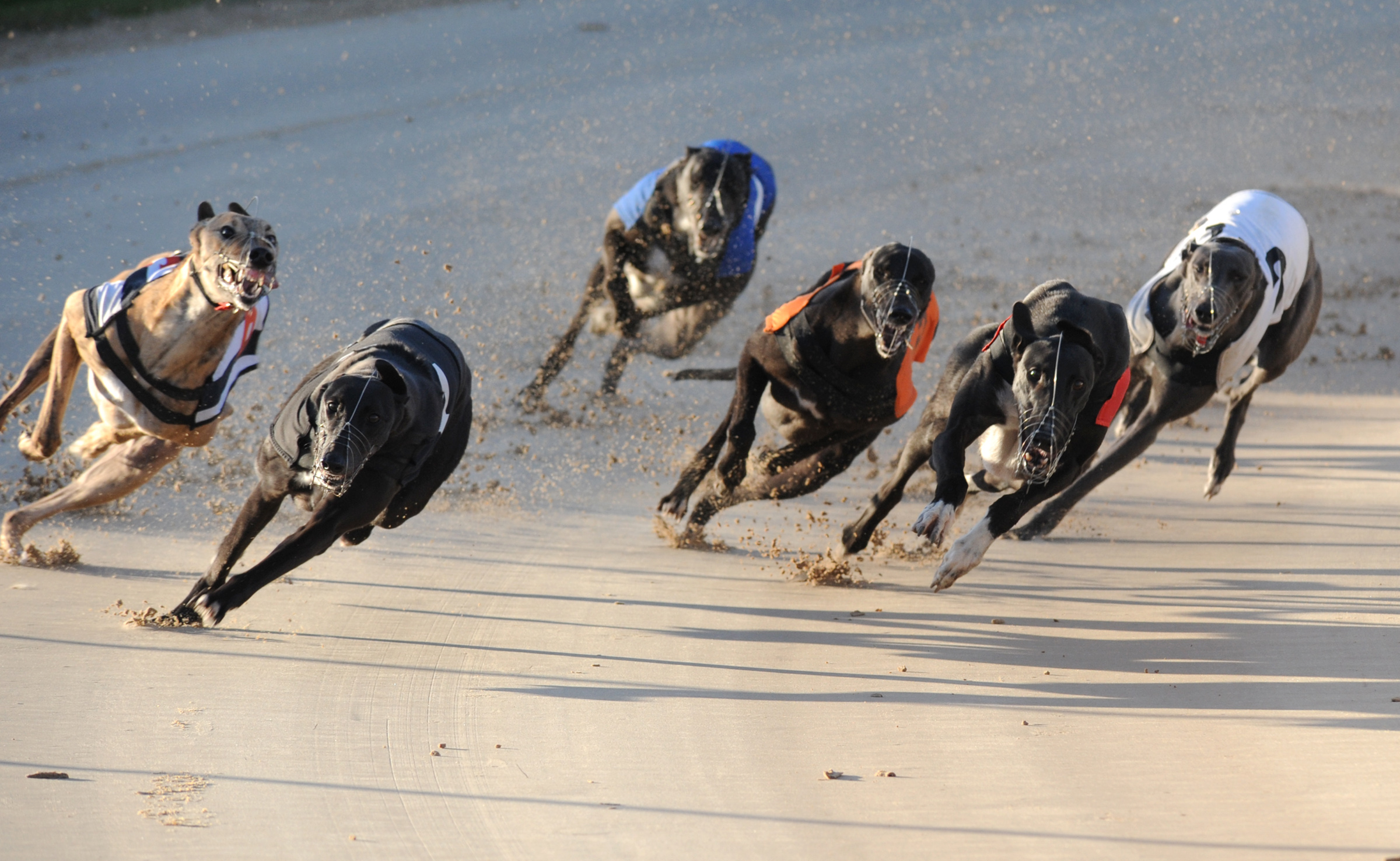 ROMFORD RELENTLESS AT POOLE - Greyhound Star | News from the Greyhound ...