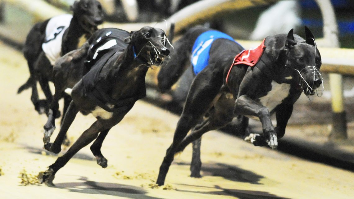 Sunday Review Central Park And Henlow Greyhound Star News From The