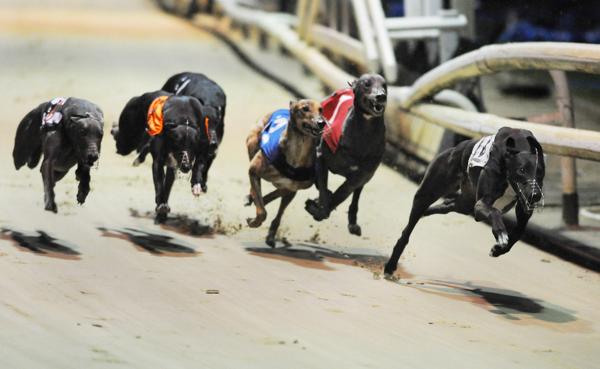 ESSEX VASE REVISITED IN CORONATION CUP - Greyhound Star | News from the ...