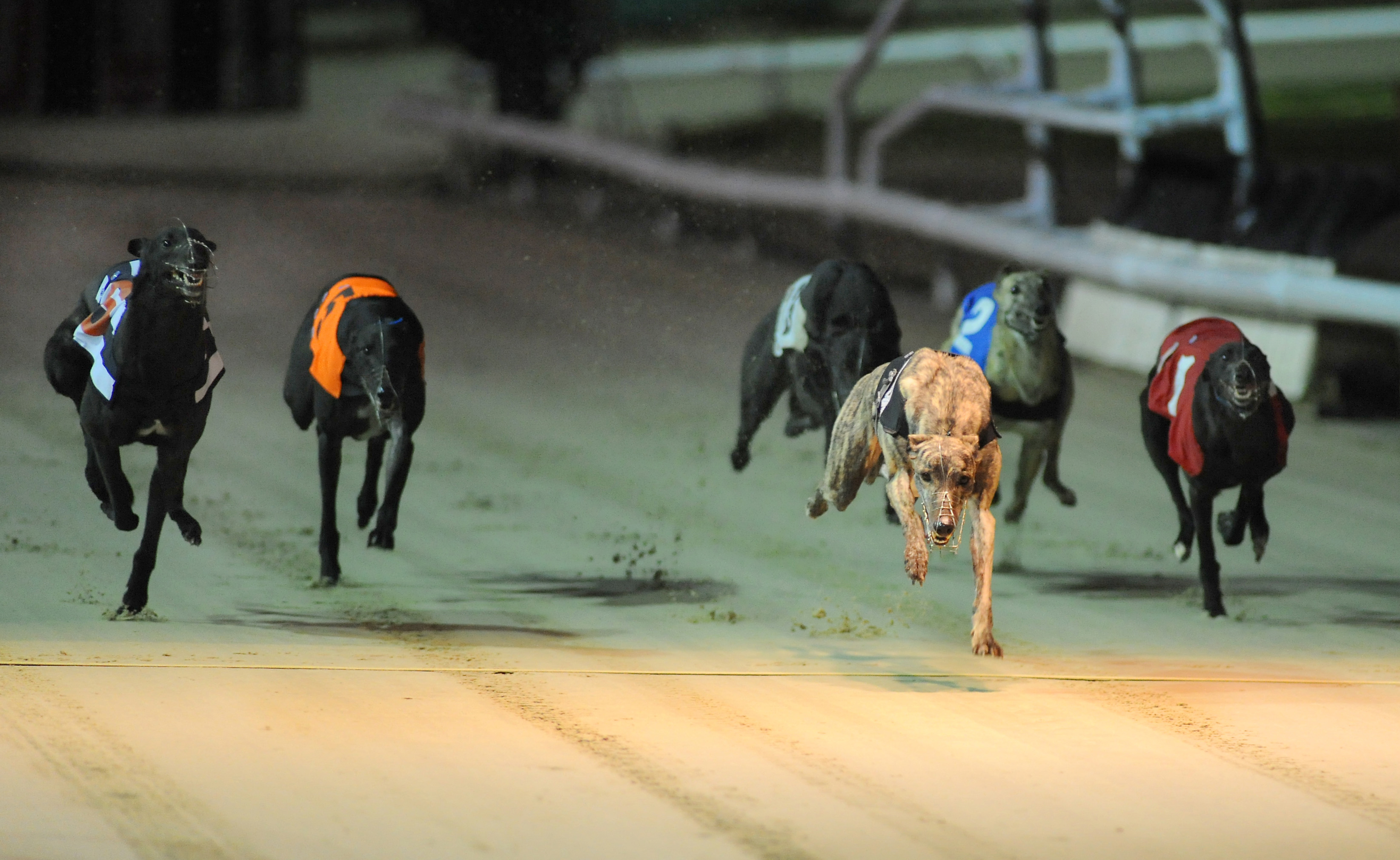 GOLDEN JACKET REVIEW, BETTING AND SEMI FORM Greyhound Star News