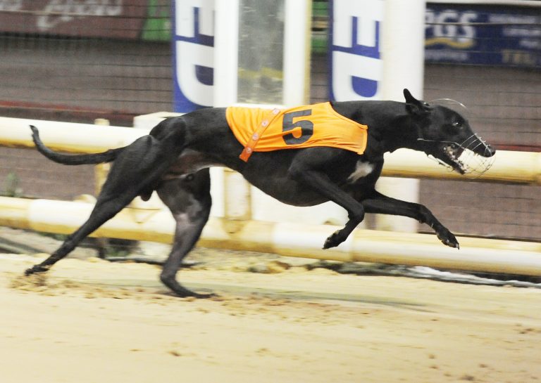 OFFICIAL - SHEFFIELD OWN TUESDAYS - Greyhound Star | News from the ...