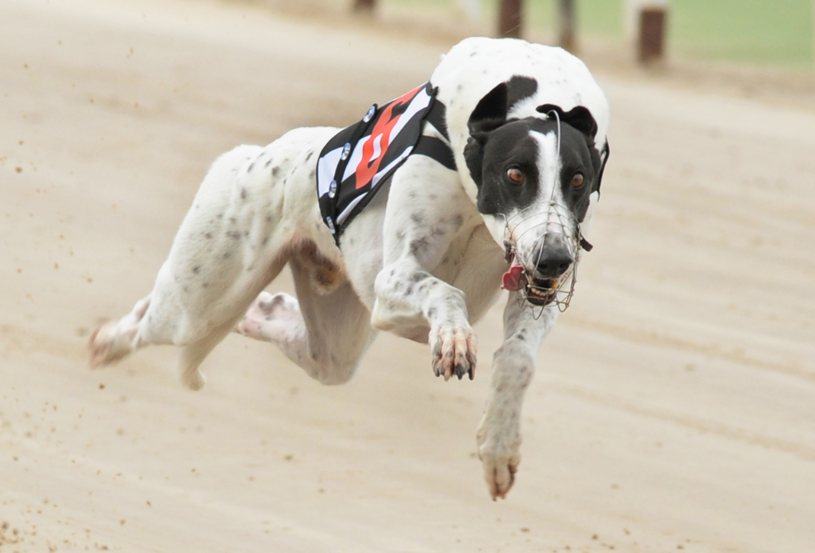 Betting dogs. Greyhound Racing. Грейхаунд звезда. Greyhound Dog Race. Whippet Racing.