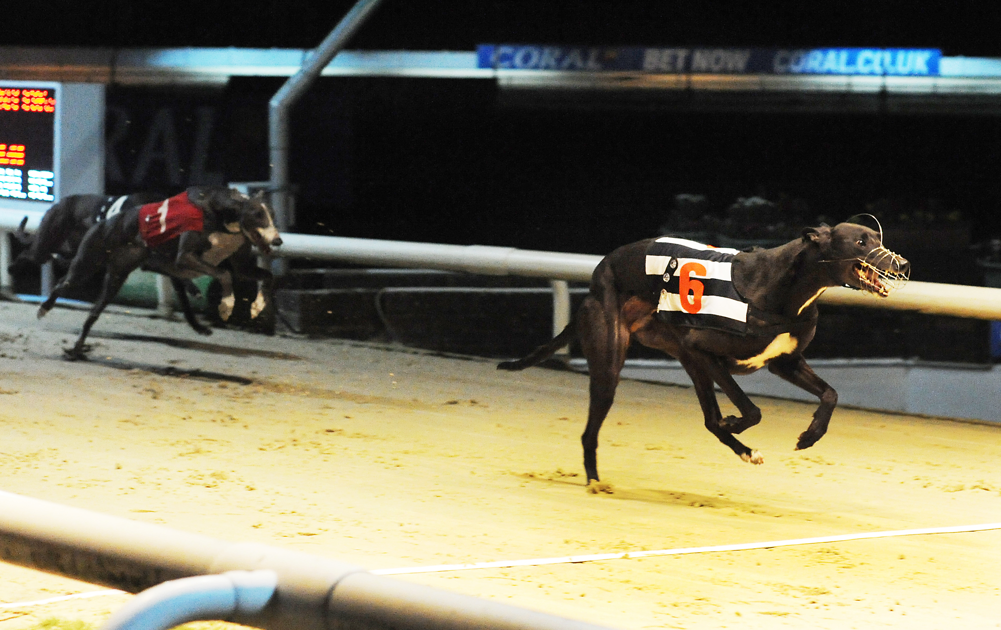 8-1 Dragi racer - Greyhound Star | News from the Greyhound Industry