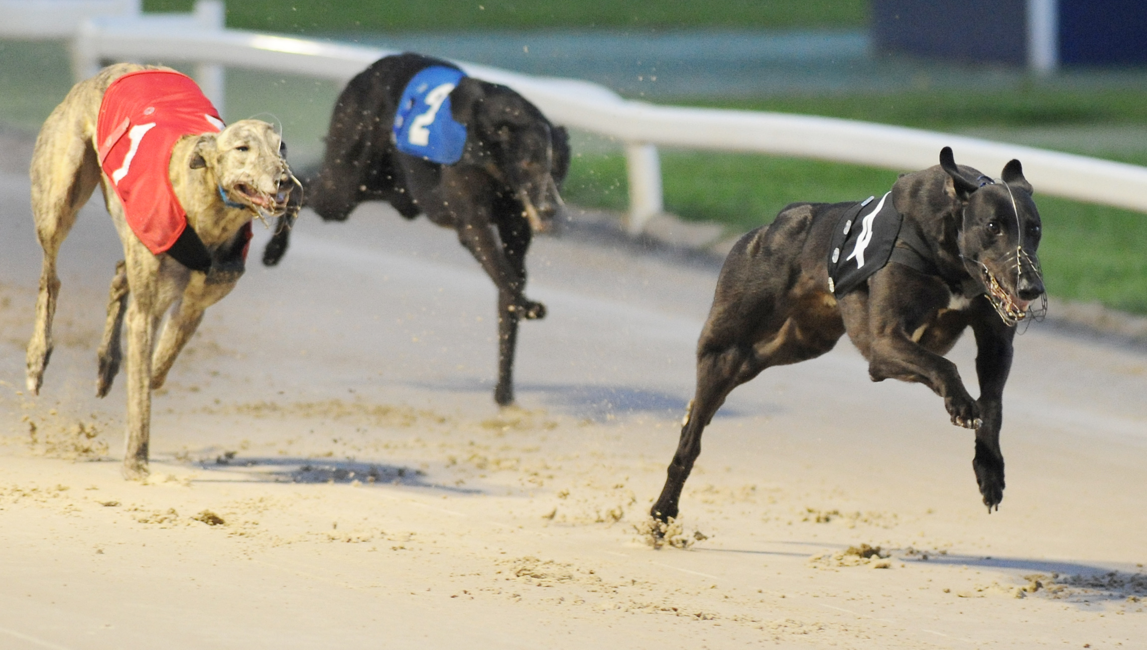 DERBY REVIEW HEATS 110 Greyhound Star News from the Greyhound