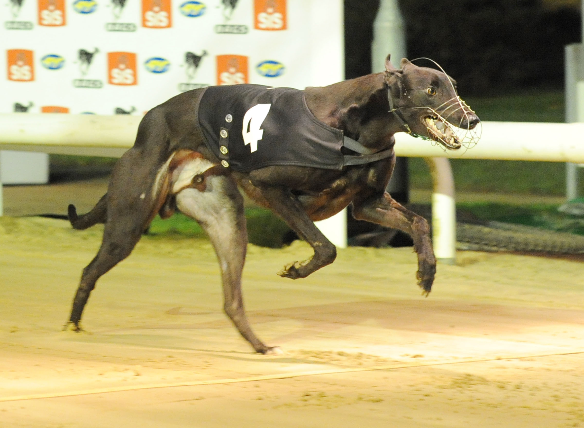 Wednesday Review Greyhound Star News From The Greyhound Industry 6913