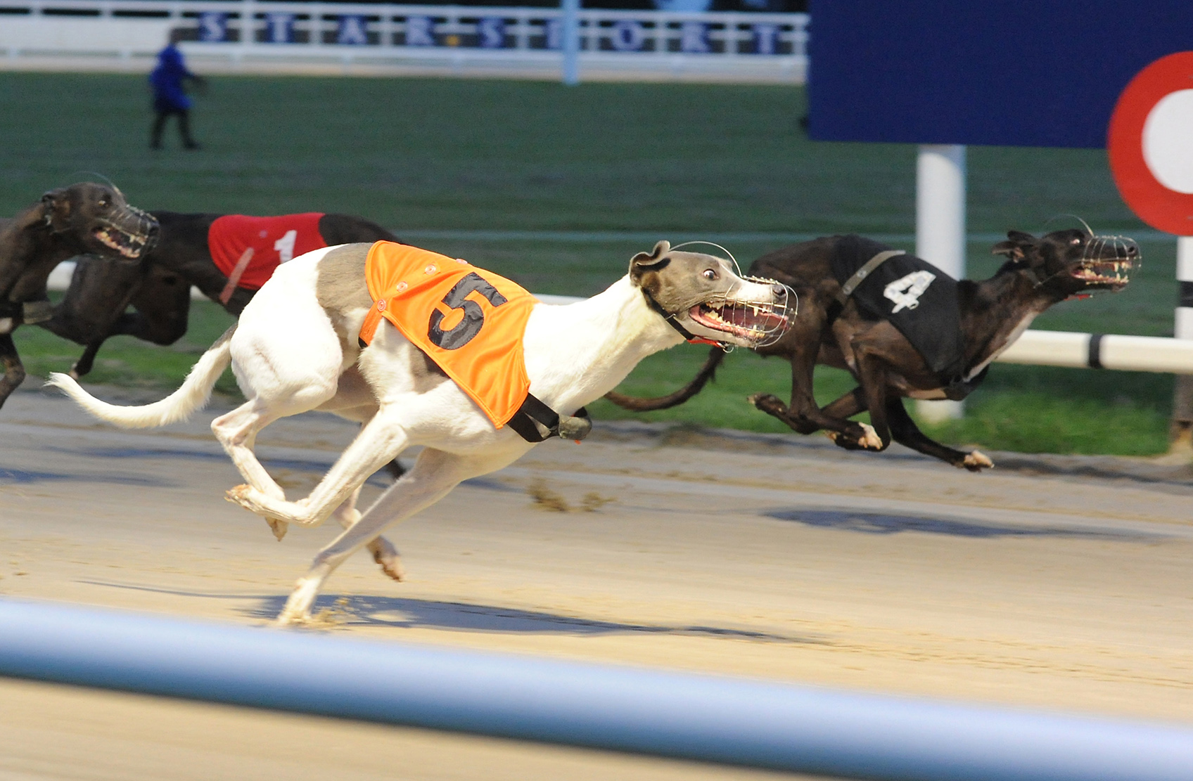 DERBY REVIEW - FRIDAY - Greyhound Star | News from the Greyhound Industry