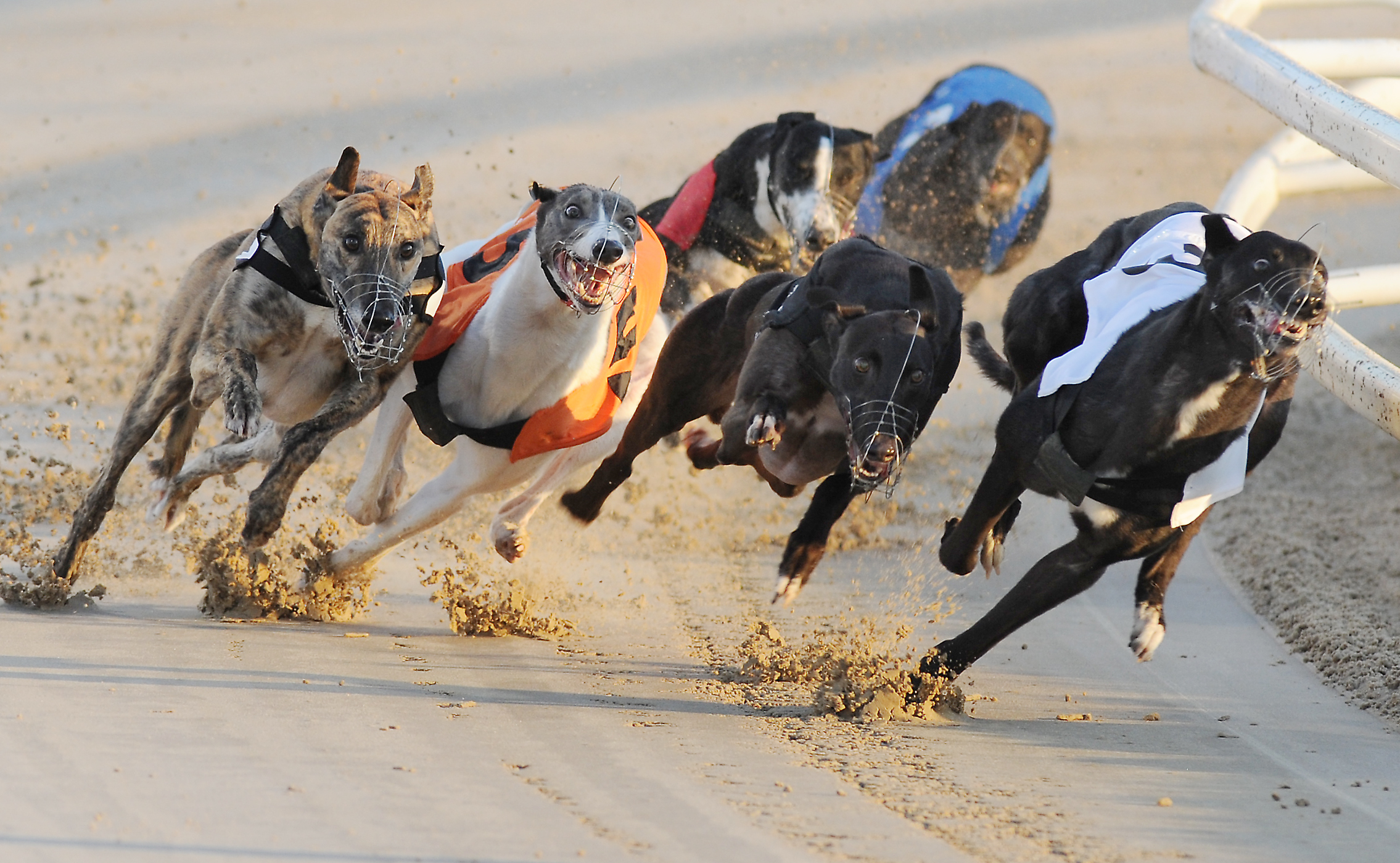 DERBY REVIEW & QUARTER FINAL FORM - Greyhound Star | News from the ...