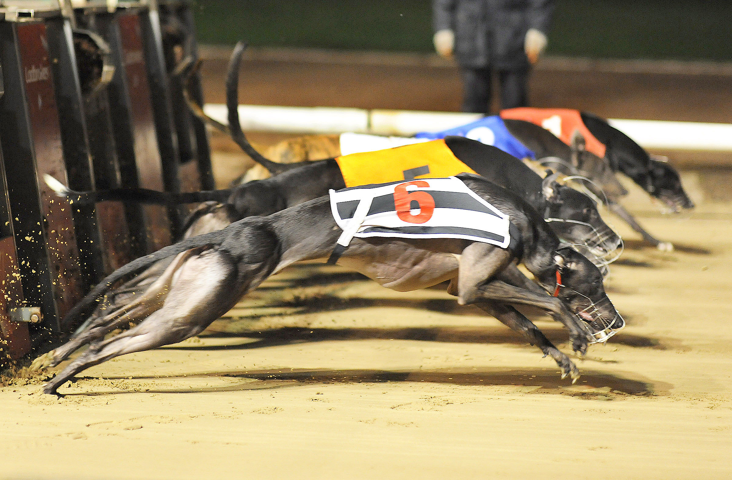 BIRD APPOINTMENT A FRESH START Greyhound Star News from the Greyhound Industry