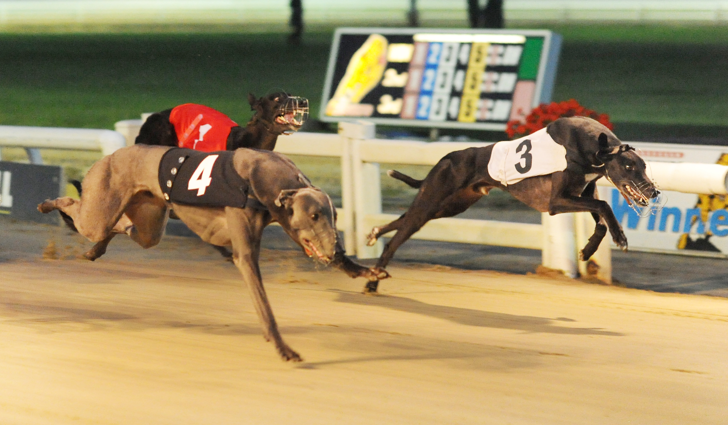 towcester greyhound betting system