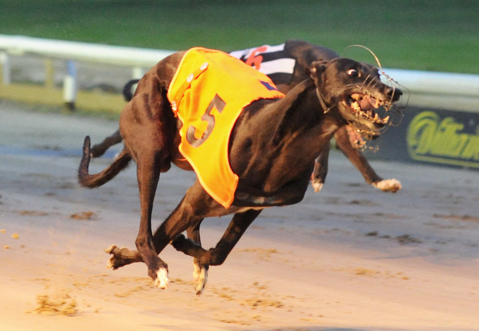 East anglian greyhound derby betting odds what is the price of bitcoin now