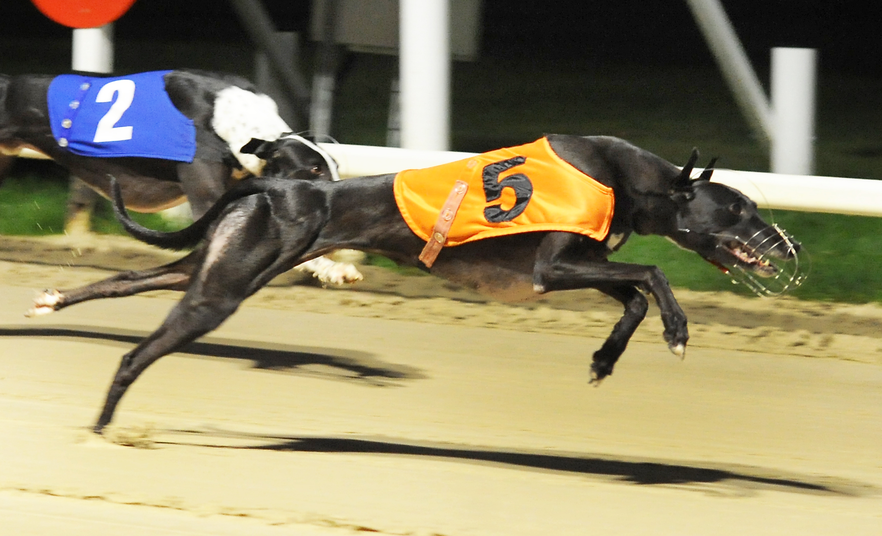 towcester greyhounds
