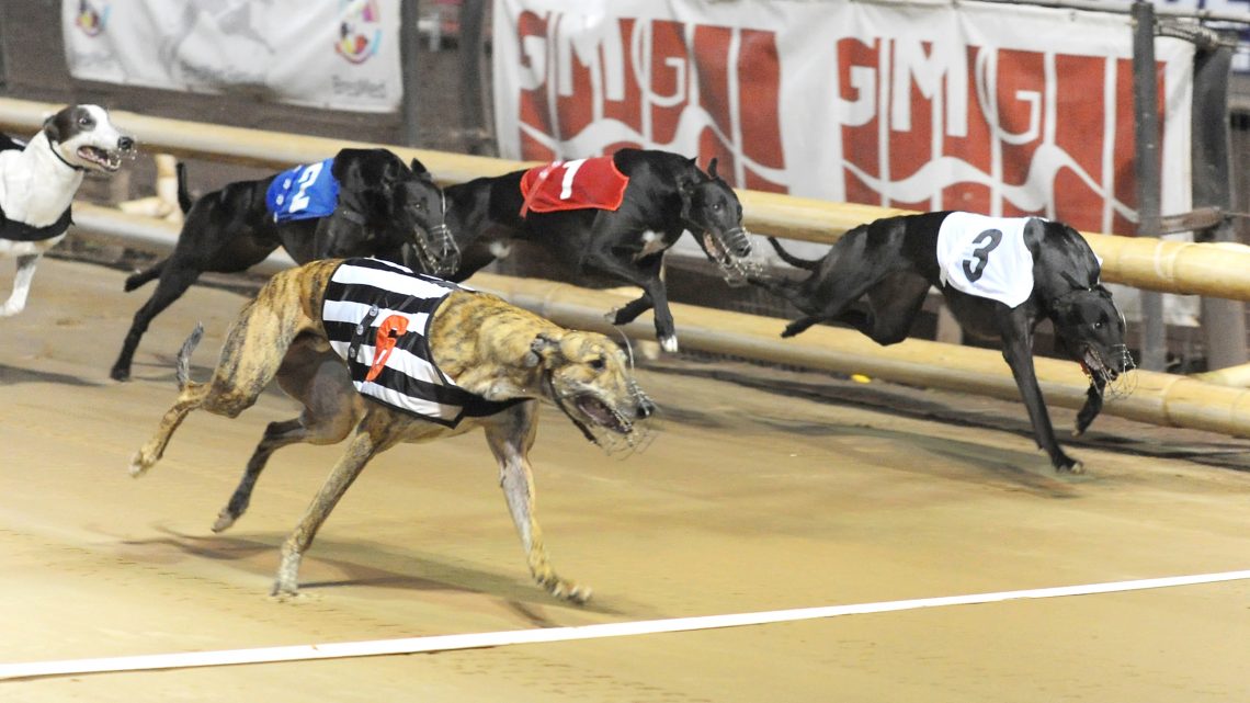 Tuesday Review: Sheffield & Towcester - Greyhound Star 