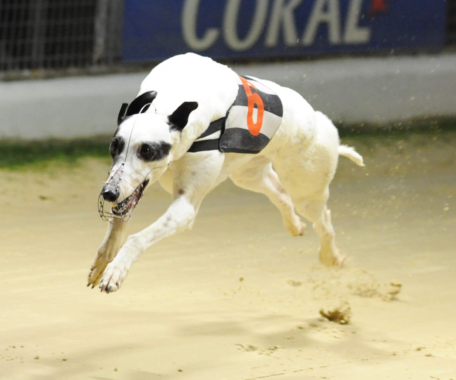 FRIDAY REVIEWS: CENTRAL PARK & ROMFORD - Greyhound Star | News from the ...