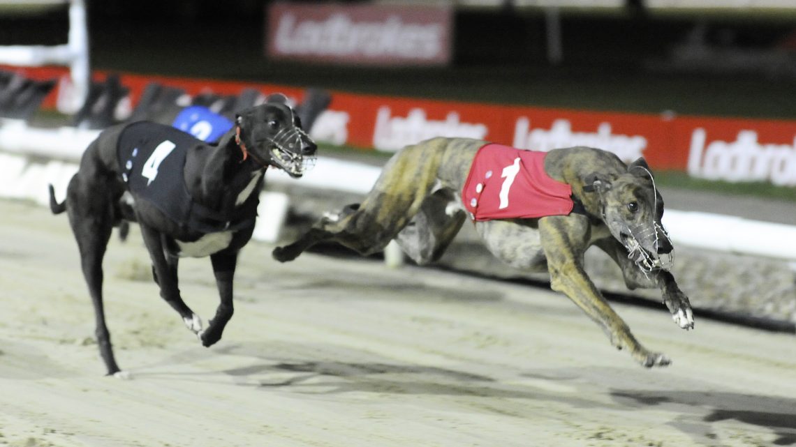GOLDEN JACKET SEMI REVIEW & FINAL DRAW Greyhound Star News from the