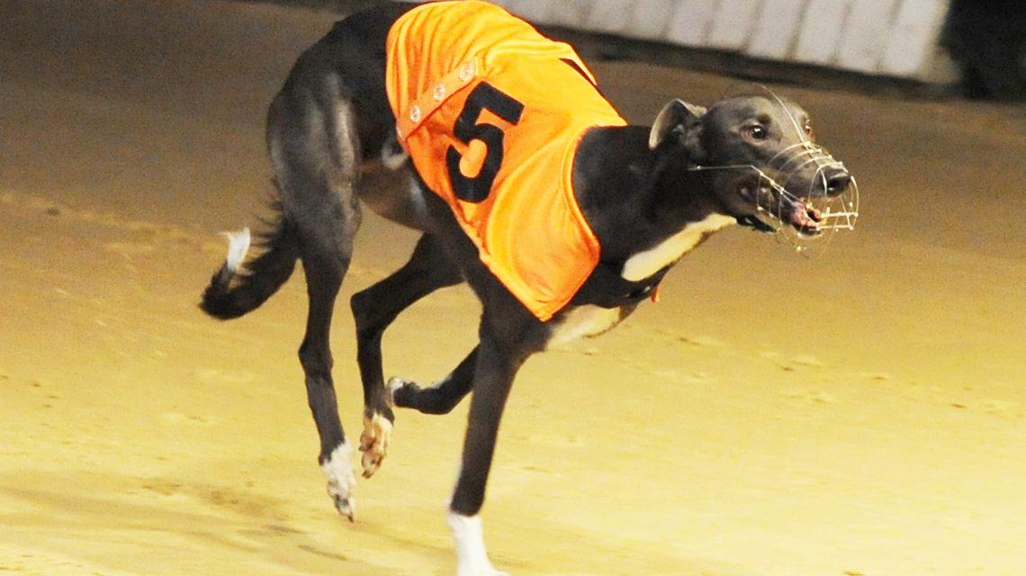 FRIDAY REVIEWS: CENTRAL PARK & ROMFORD - Greyhound Star | News from the ...