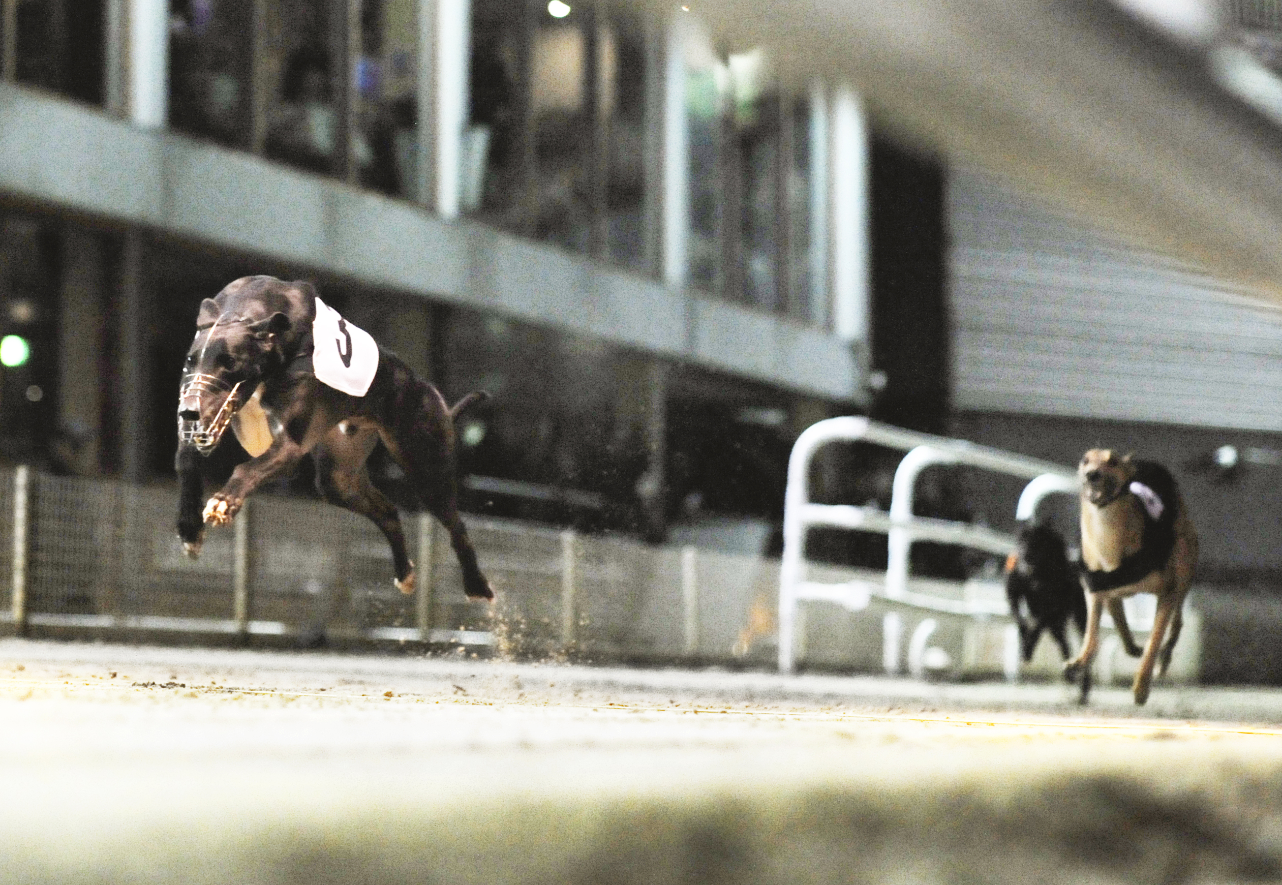 FIVE JACKETS FOR DEREK ON A COLD NIGHT IN KENT Greyhound Star News