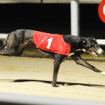 Yarmouth Greyhound Star News From The Greyhound Industry