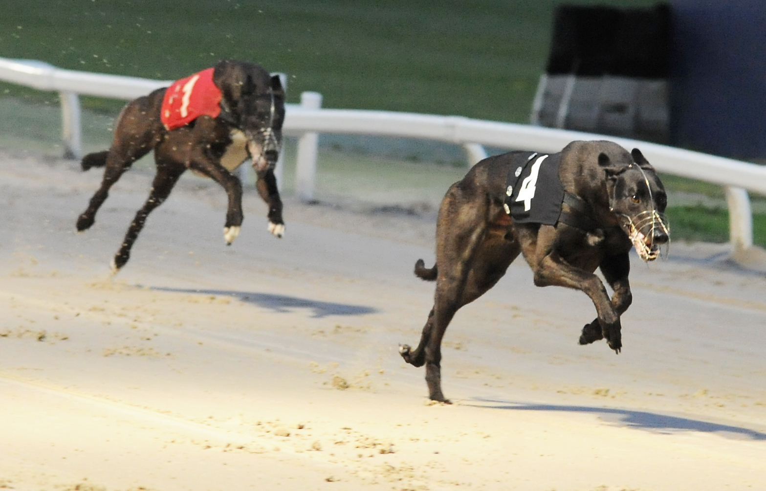 UPDATE: DERBY SEMI FINAL REVIEW - Greyhound Star | News from the ...