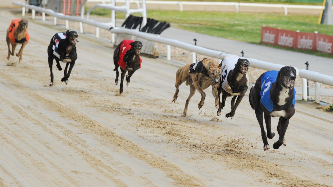 DROOPYS 4 THE COLLAR - Greyhound Star | News from the Greyhound Industry