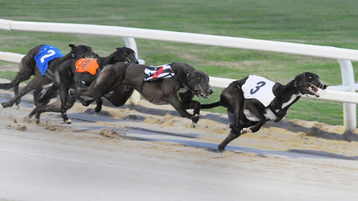 Coral Olympic Review With Videos And Semi Final Form Greyhound Star News From The Greyhound Industry