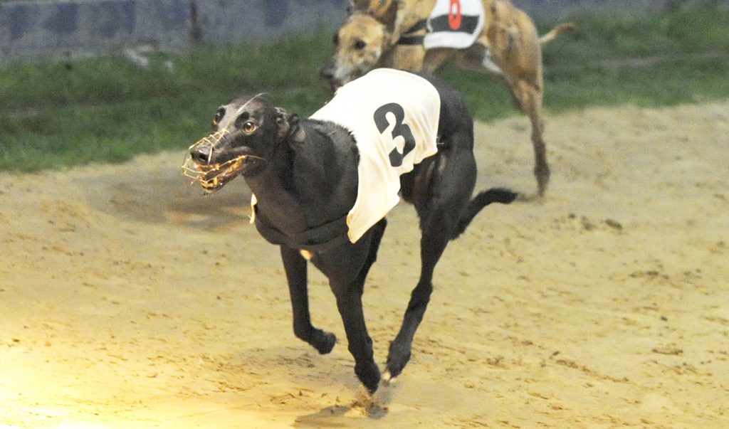 THE CHANGING STUD DOG SCENE - Greyhound Star | News from the Greyhound ...