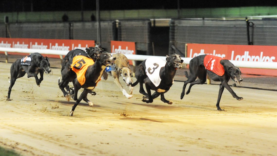 2 GOLD CUPS 0 DERBYS (INCLUDING BRITISH BRED) FOR FRUSTRATED RAB ...