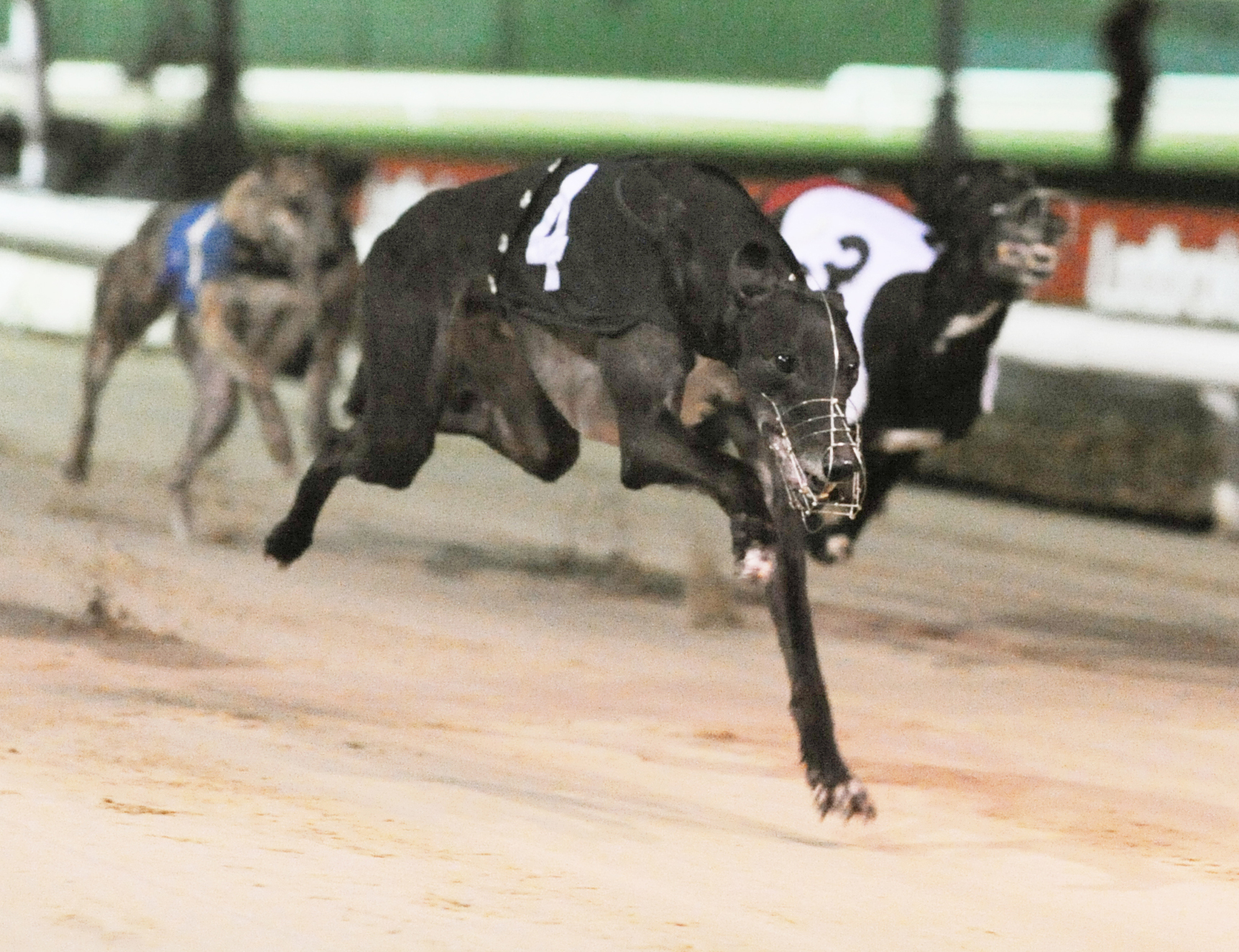 SHOTGUN BULLET IMPRESSES IN GOLDEN JACKET WARMUP Greyhound Star
