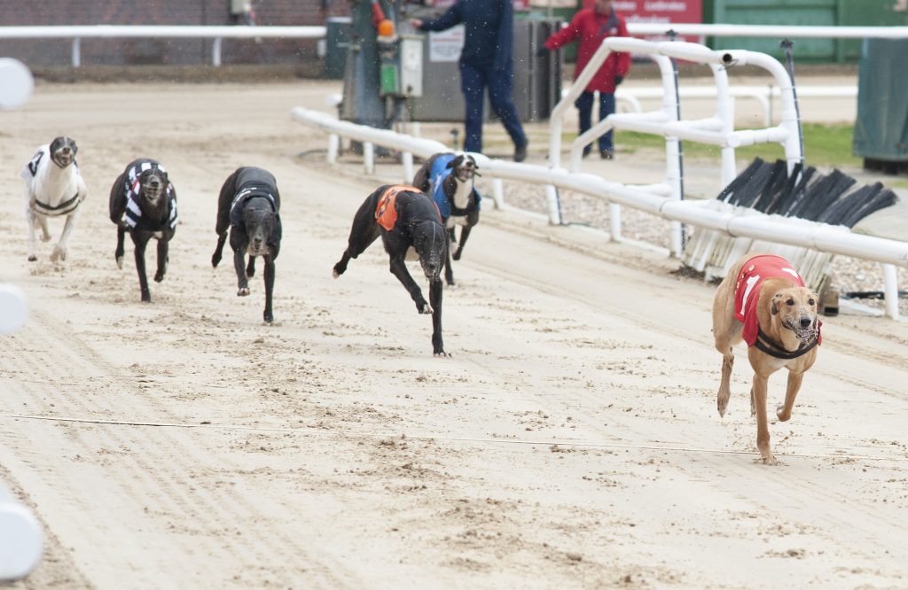 GOLDEN JACKET FINAL FULL FORM Greyhound Star News from the