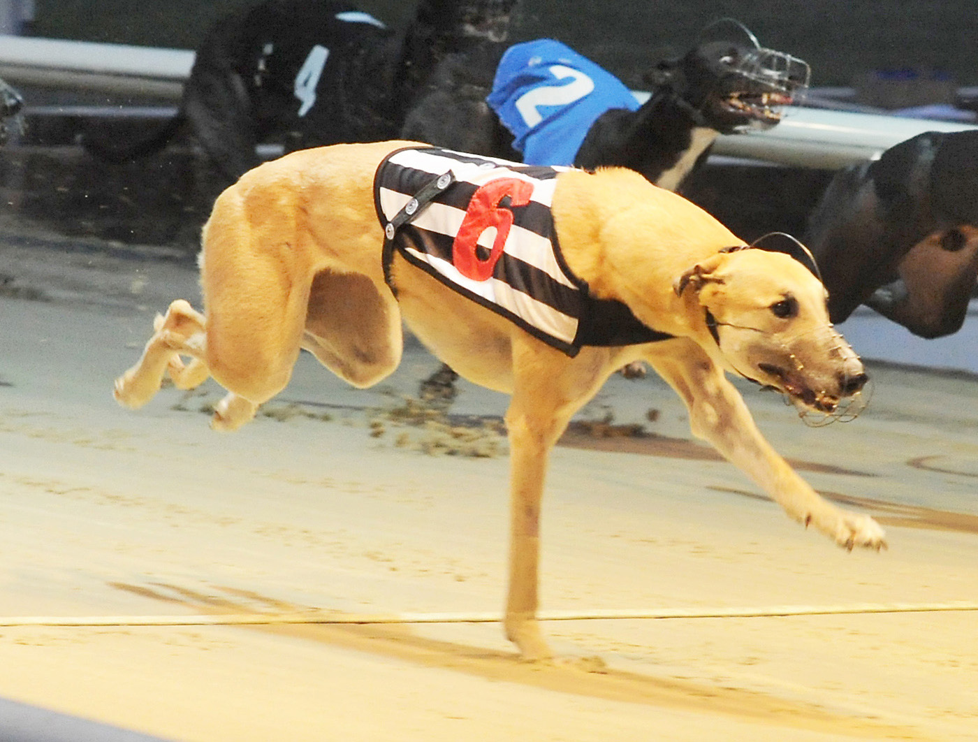 WINTER DERBY REVIEW Greyhound Star News from the Greyhound Industry