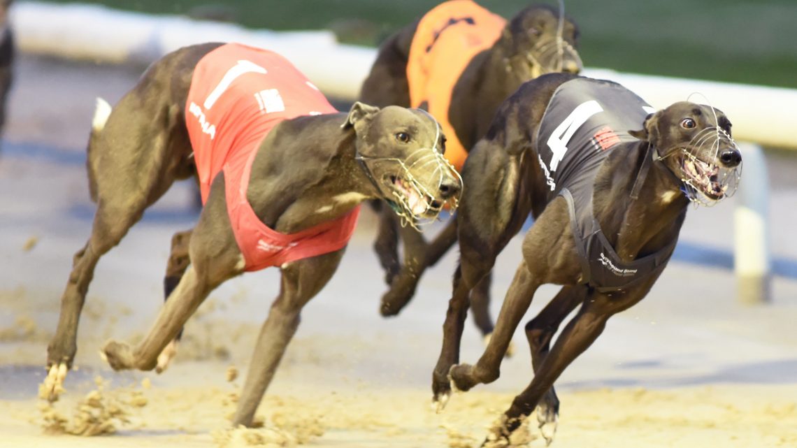 GRAHAM HOLLAND: FIRST ELEVEN - Greyhound Star | News from the Greyhound ...