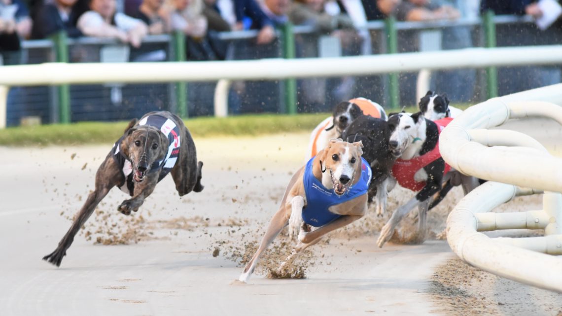 DERBY FASTEST TO HALFWAY - SECOND ROUND - Greyhound Star | News from ...