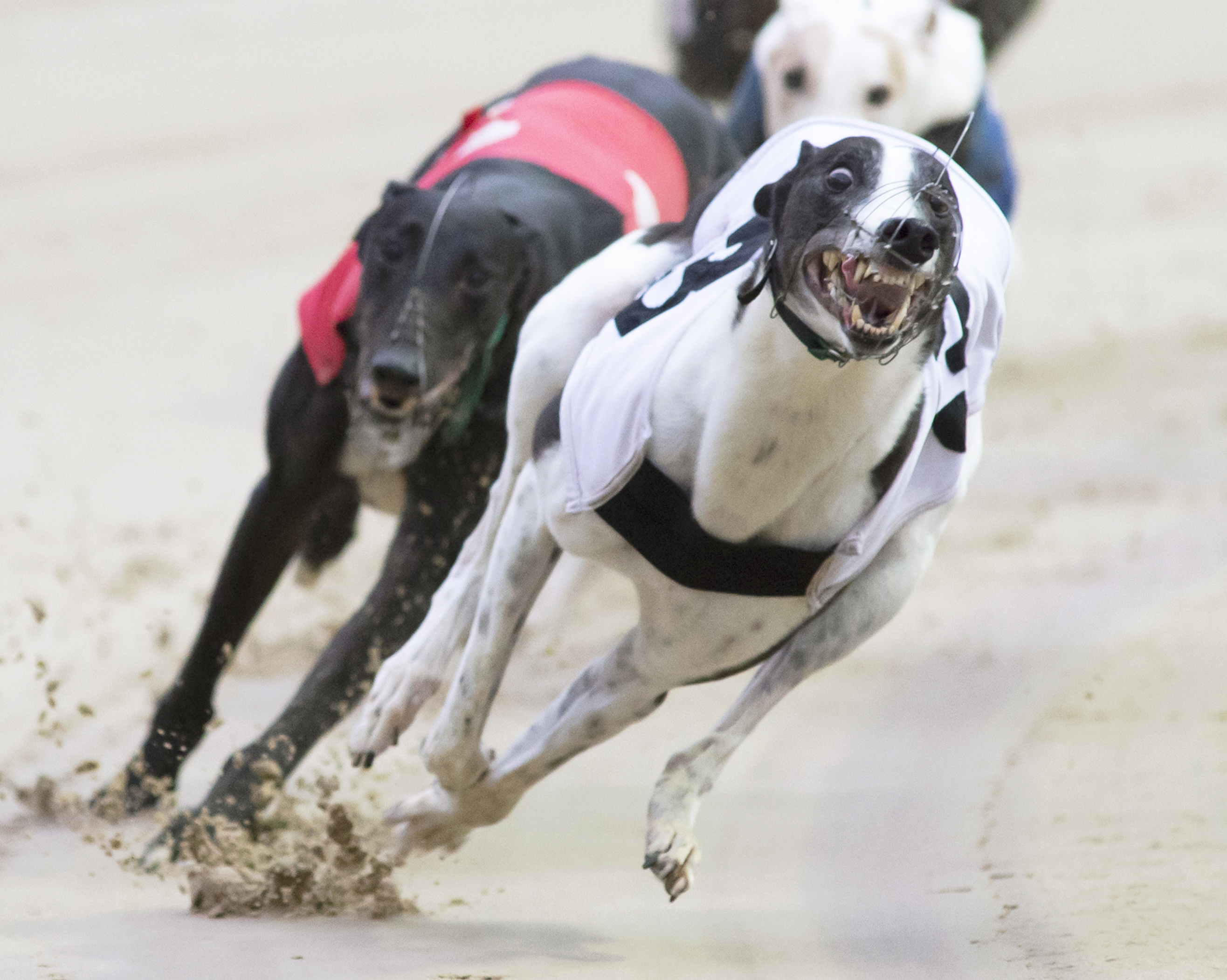 Gislebertus Fancied For Harlow Maiden Final - Greyhound Star | News ...