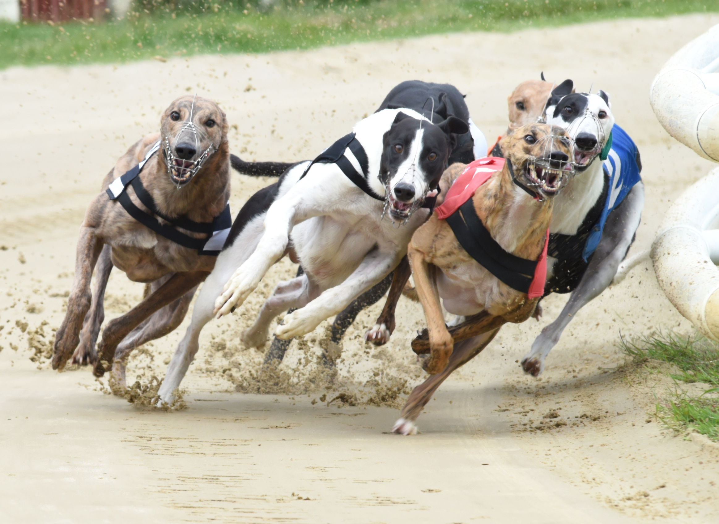 PUPPY CLASSIC PREVIEW - BY MARK PIERREPONT - Greyhound Star | News from ...