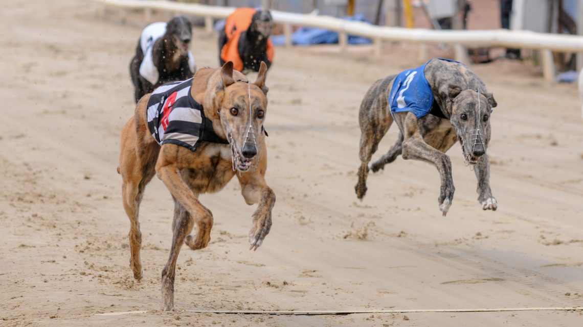 Latest Greyhound News Archives - Greyhound Star | News from the ...