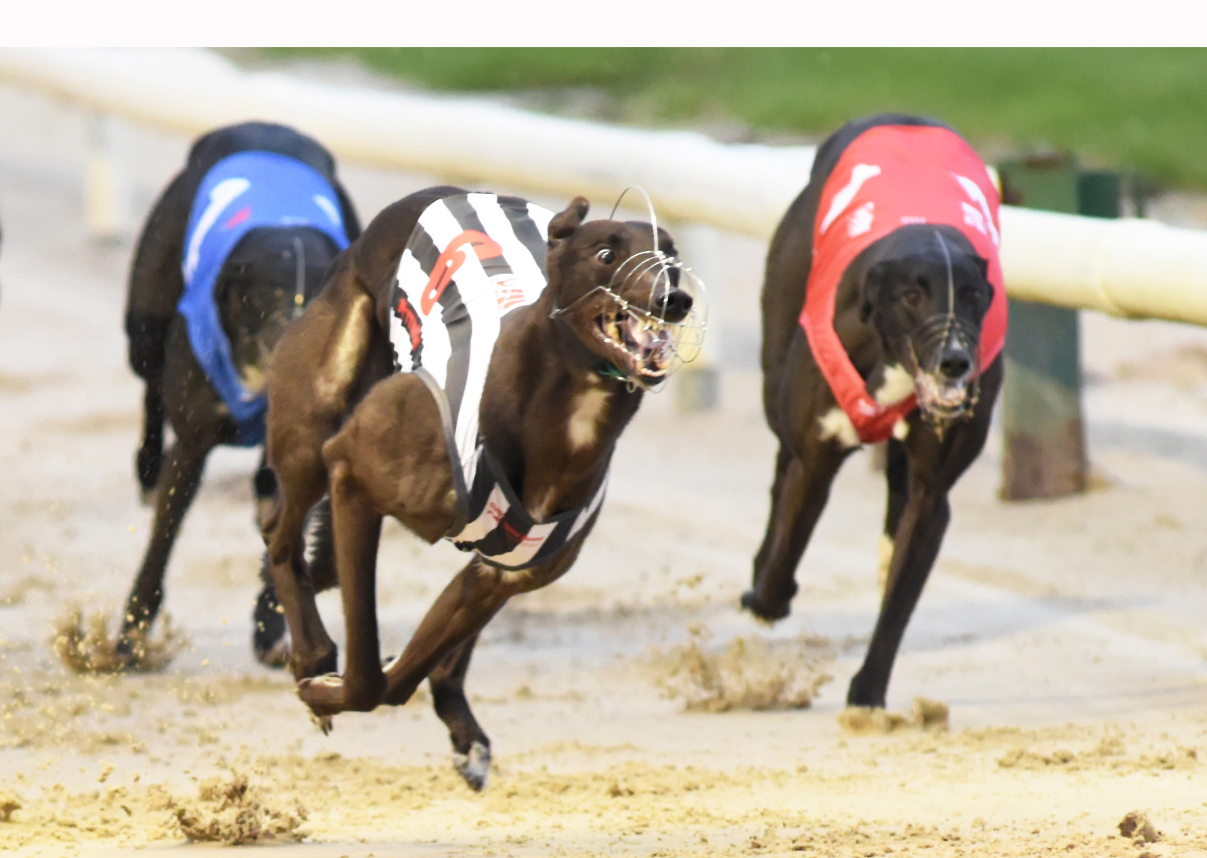 SHOCKS APLENTY ON FIRST NIGHT OF BOYLESPORTS IRISH DERBY - Greyhound ...