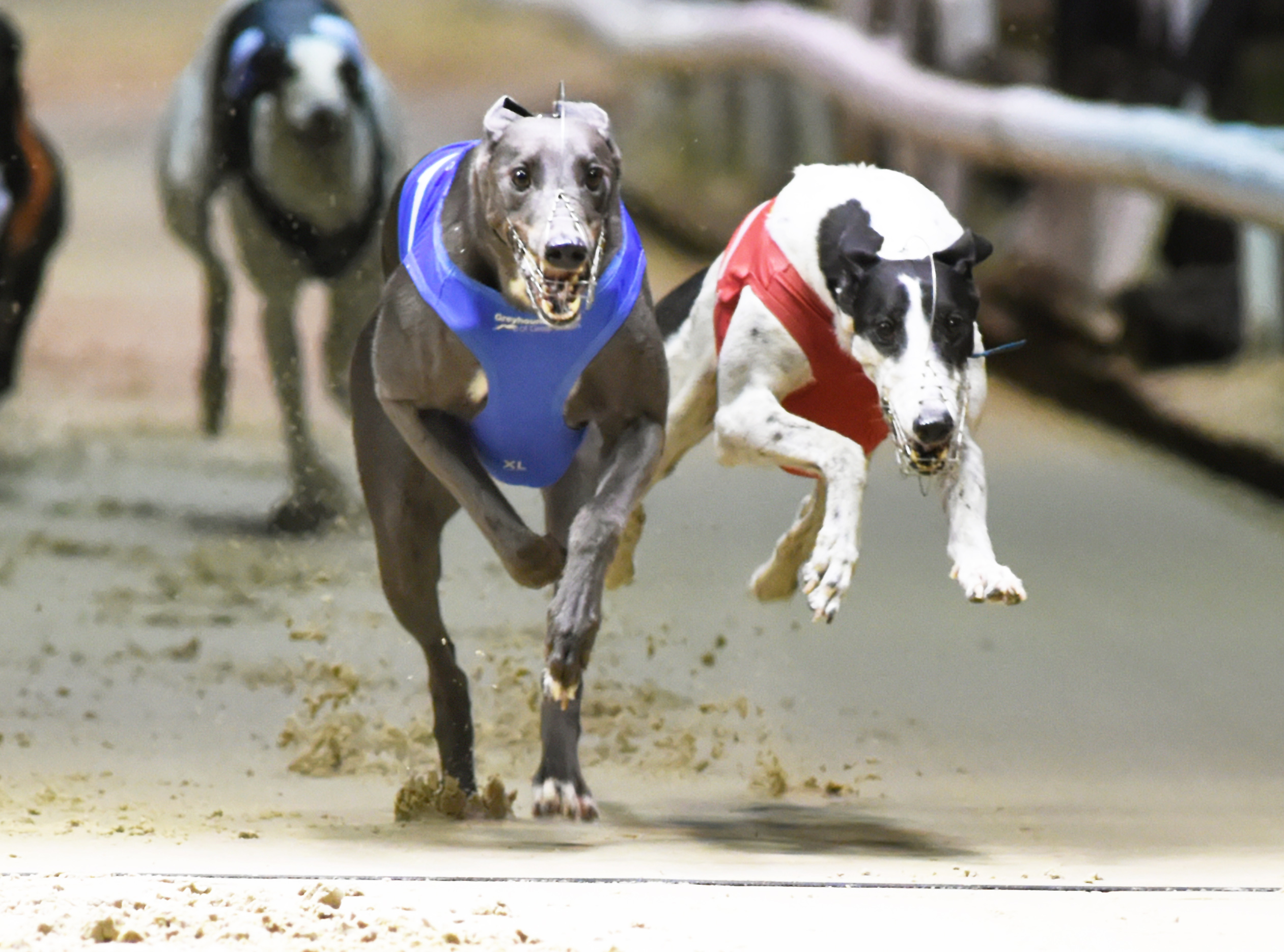 RETURN OF THE ROMFORD ROAR/SUPPORTING CARD Greyhound Star News from