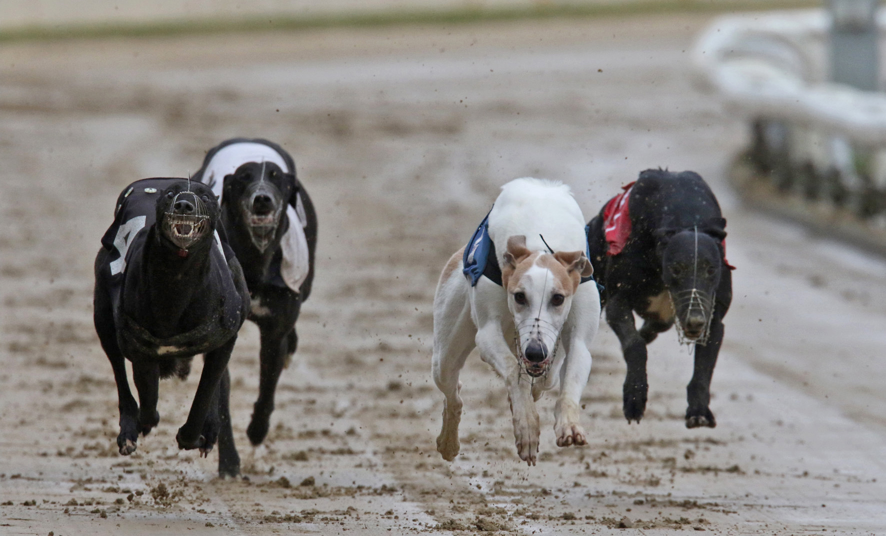 UPDATED: MAGIC SHOW AT YARMOUTH - Greyhound Star | News from the ...