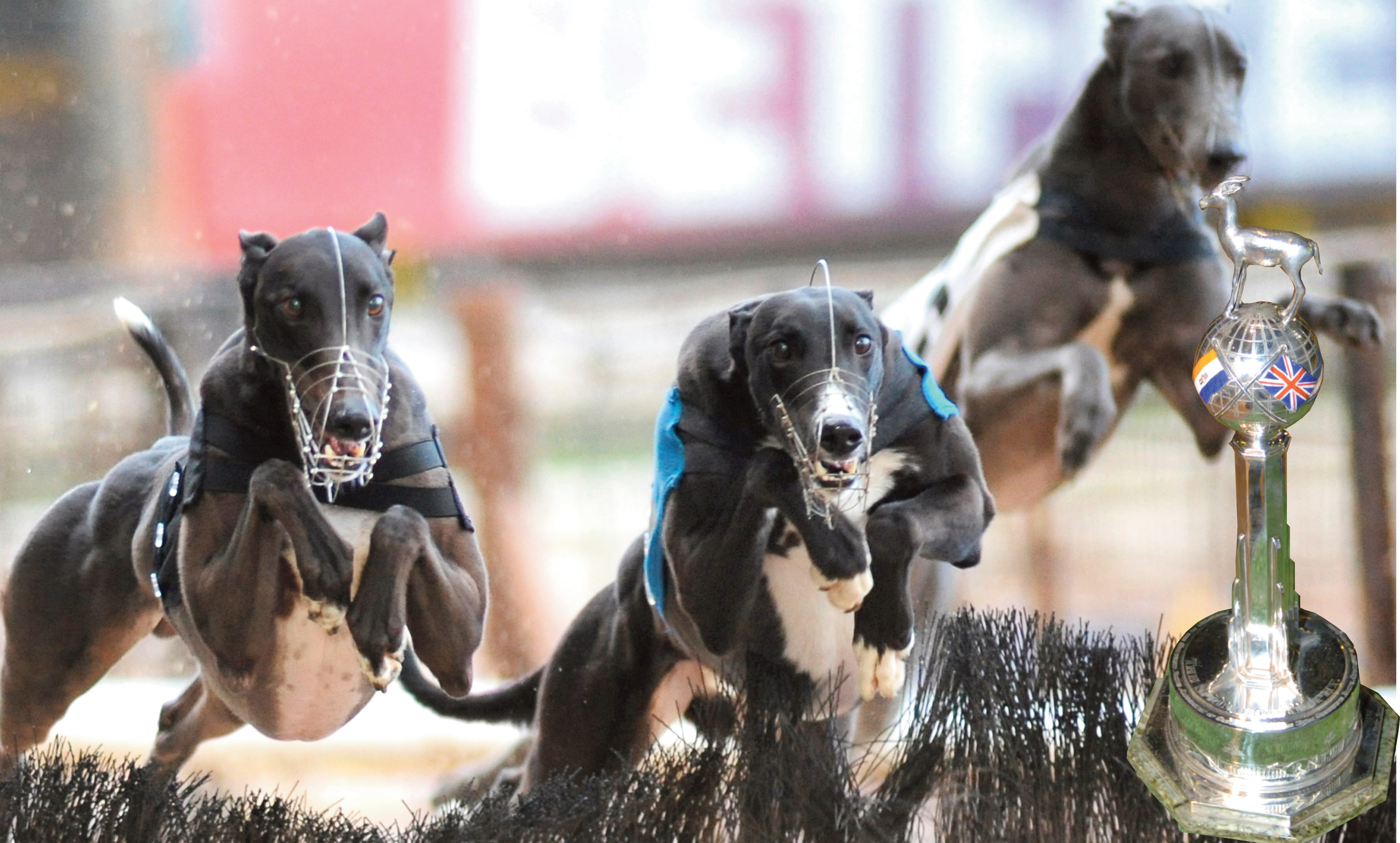 SPRINGBOK QUALIFIERS TO DATE Greyhound Star News from the Greyhound