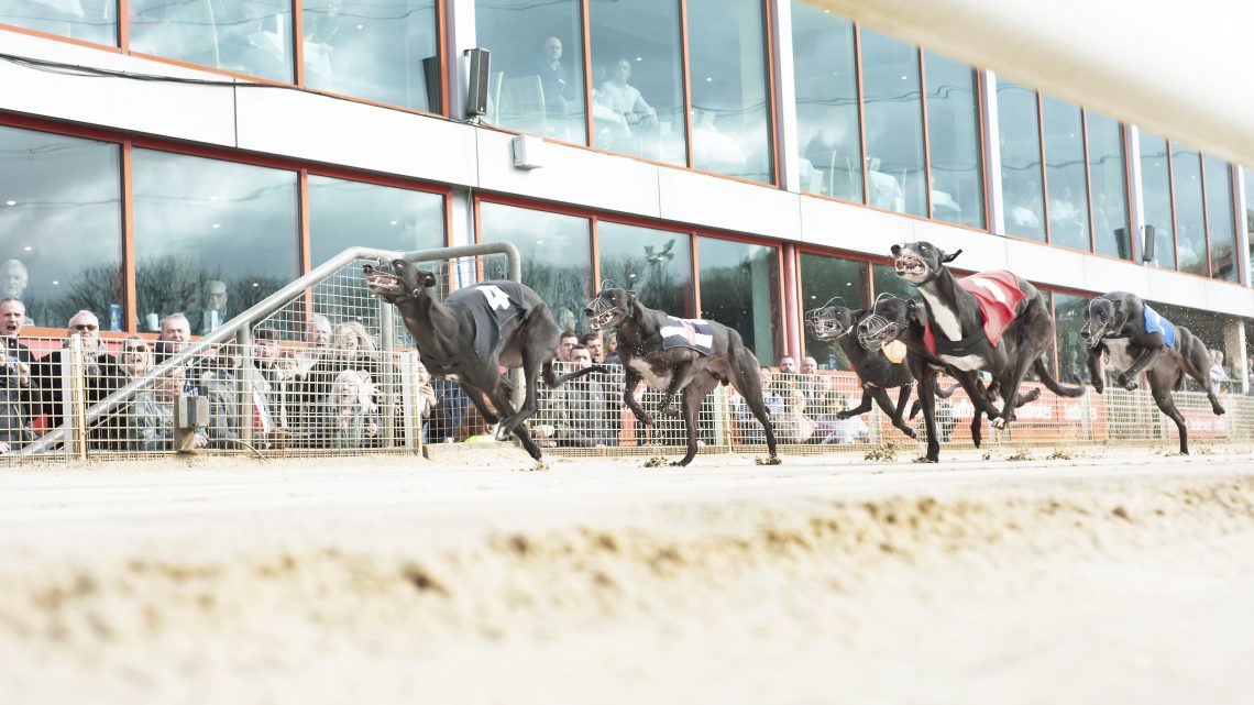 OUTSTANDING EFFORT ON OPEN RACE CALENDAR FULL EVENTS Greyhound Star