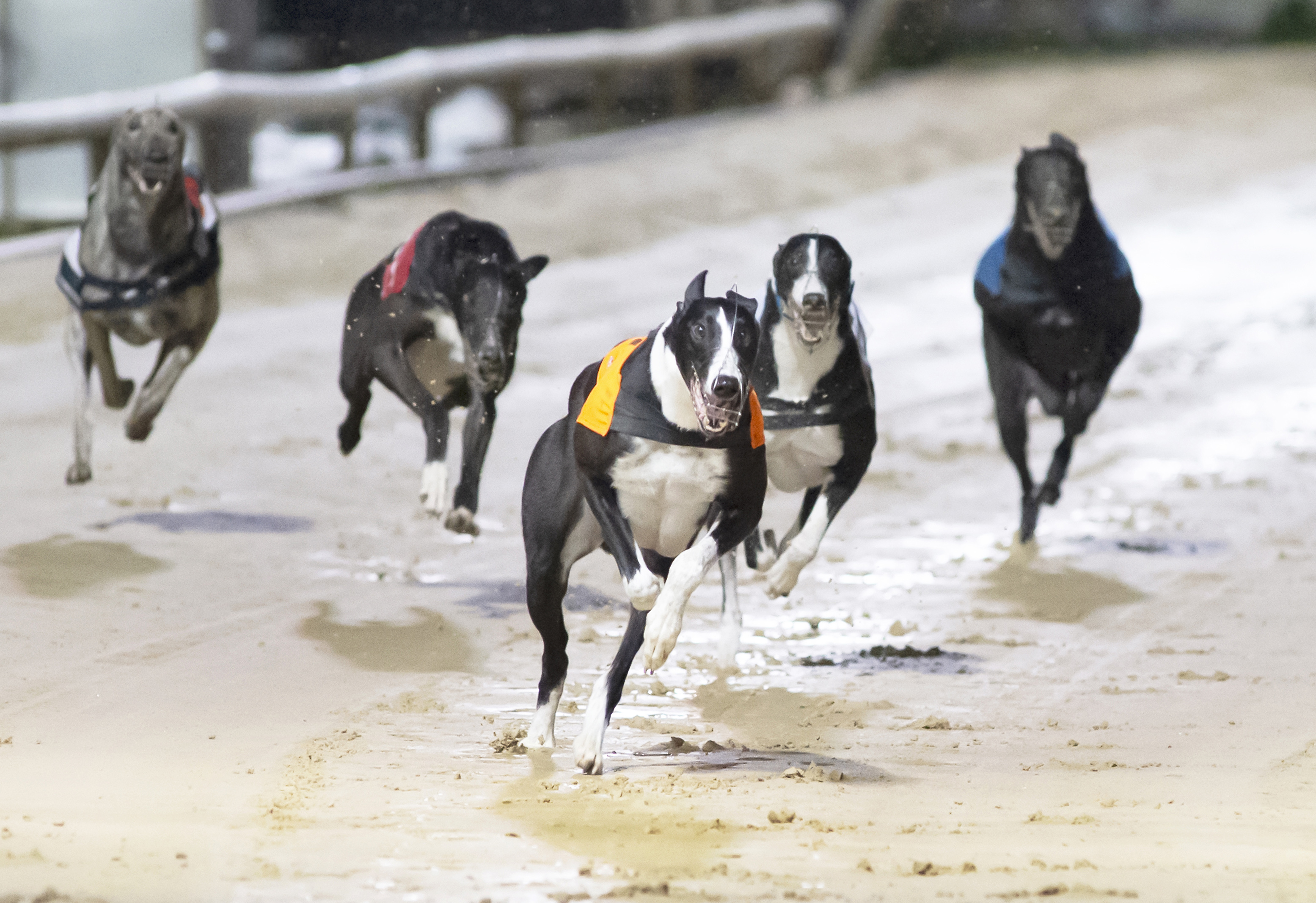 'STAYER' RANGER STEELS CITY CUP Greyhound Star News from the Greyhound Industry