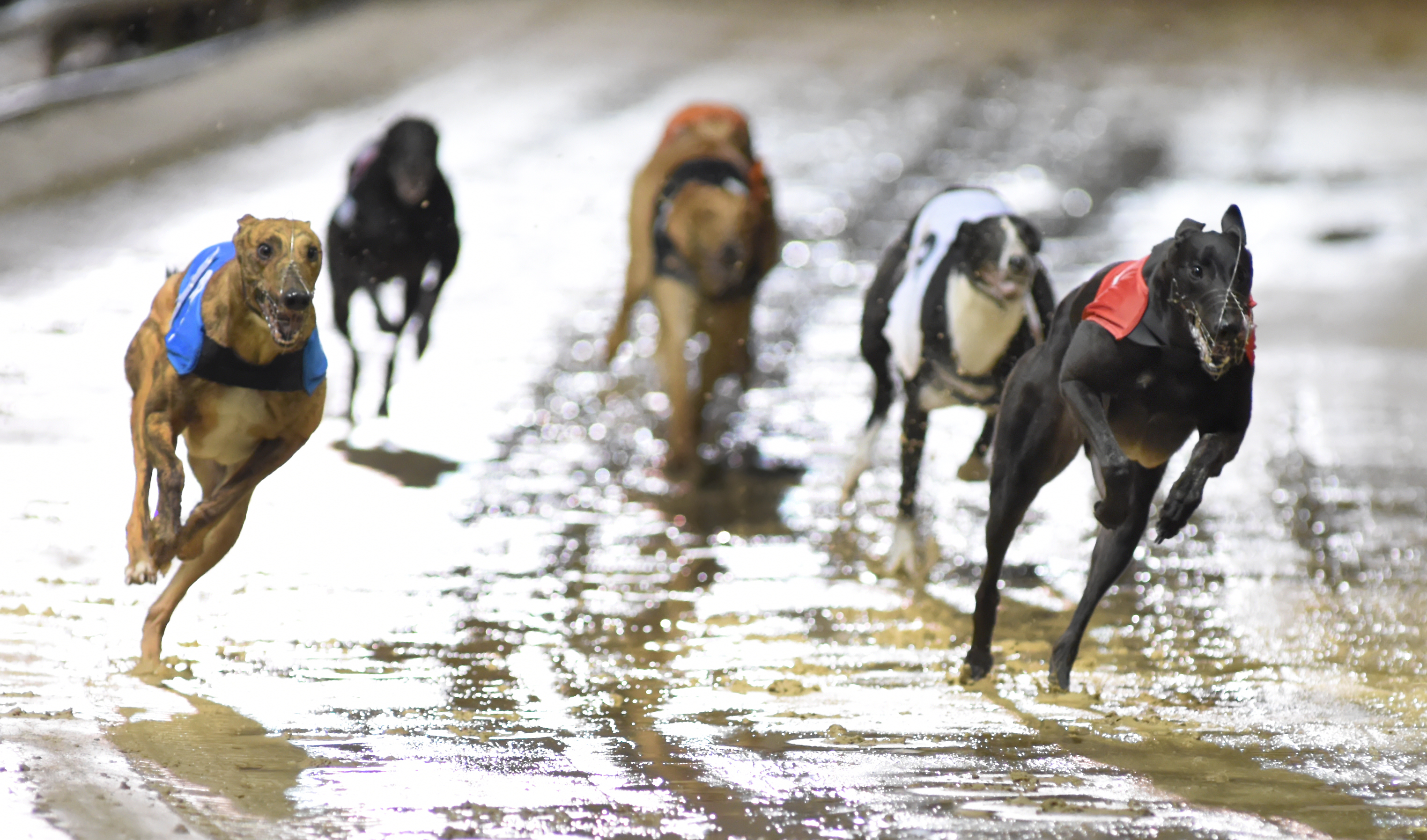 Ice On Fire Defies Water To Land Juvenile Greyhound Star News From