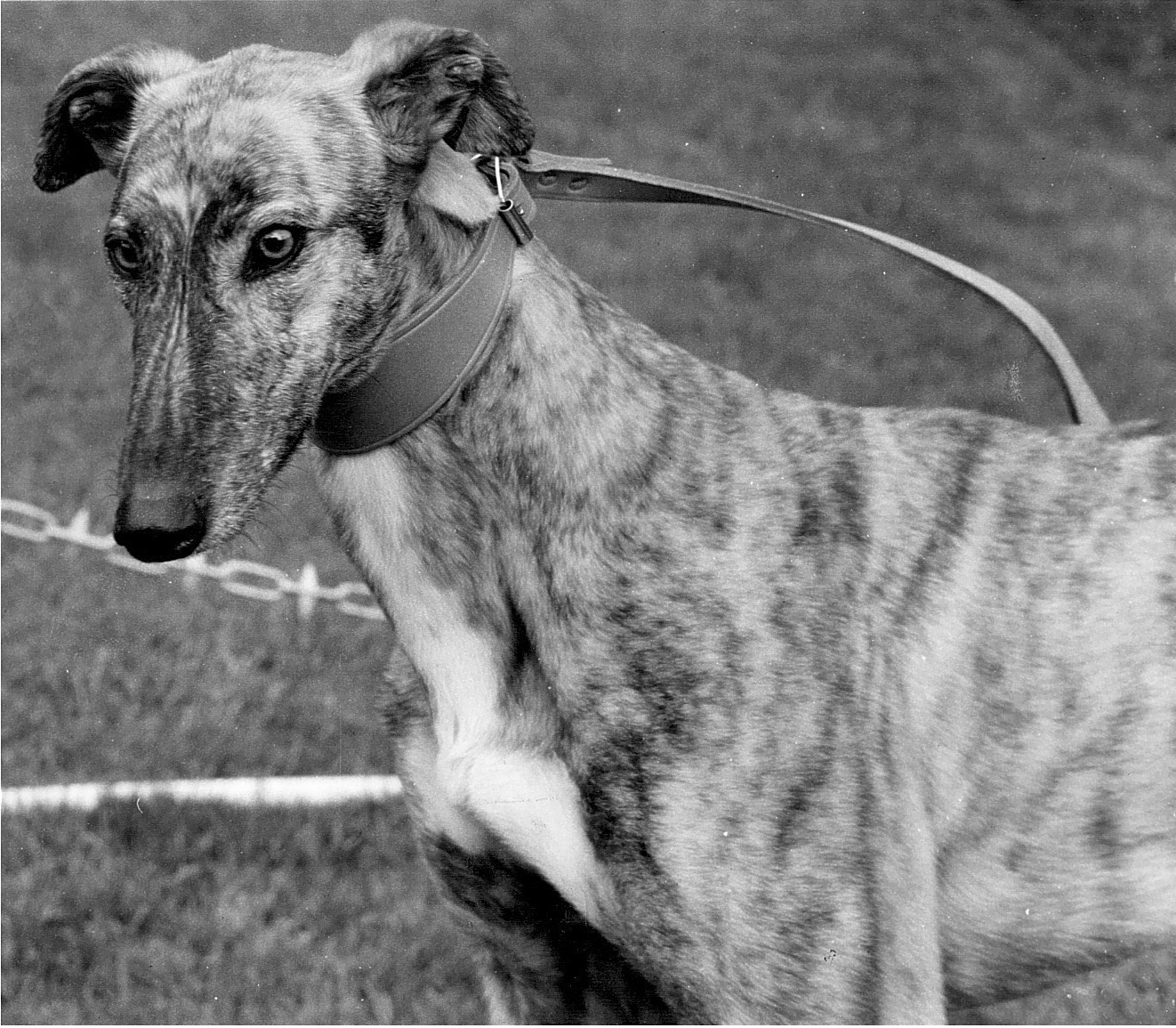 SAVVA - TOP 20 RACERS - PART 1 - Greyhound Star | News From The ...