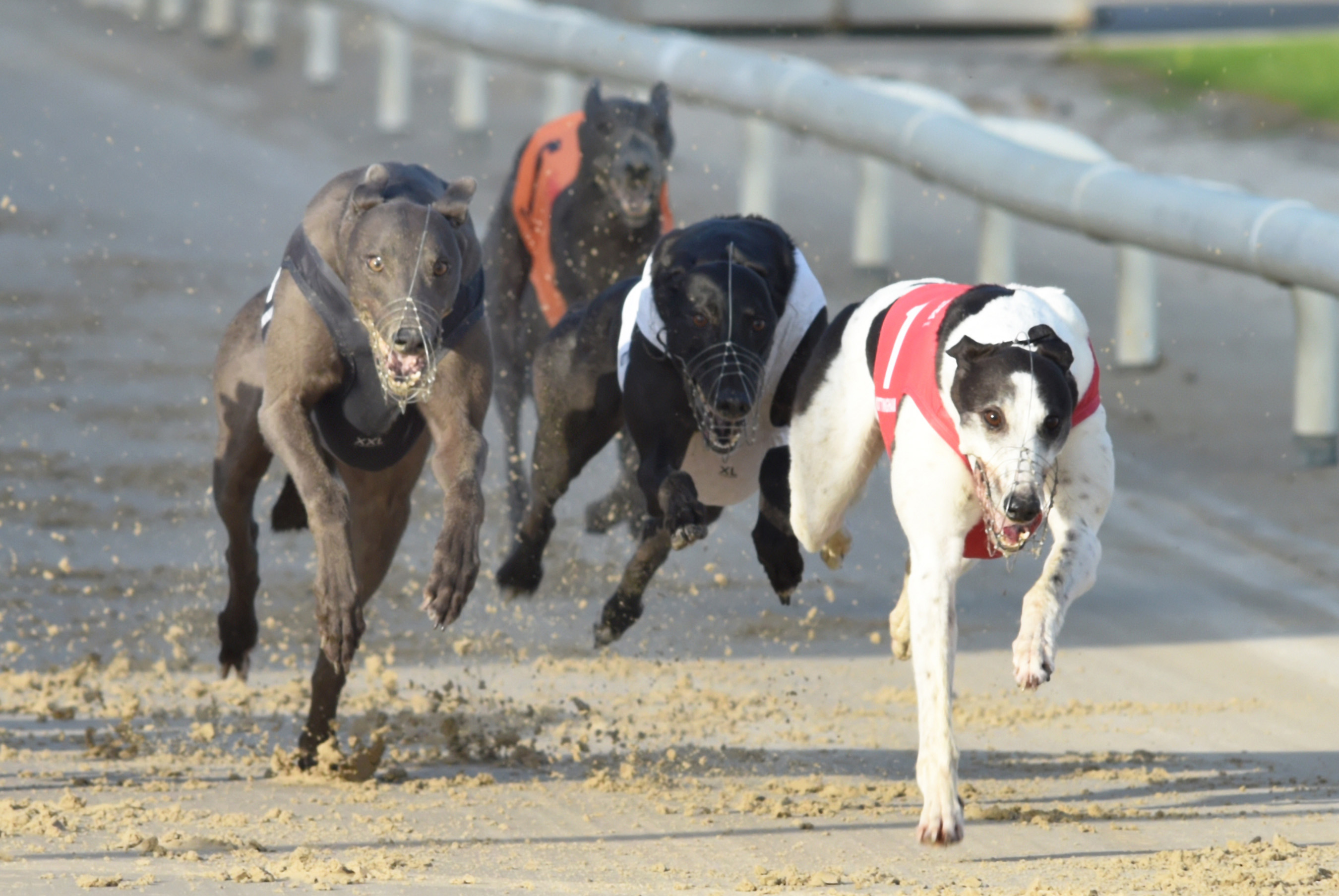 RETIREMENT OF A PRINCE AMONG GREYHOUNDS - Greyhound Star | News from ...