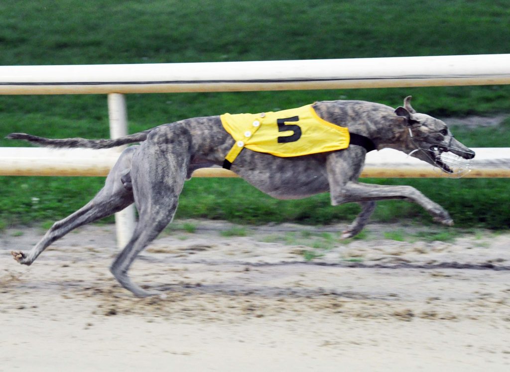 IRISH PERFORMANCES OF THE WEEK - Greyhound Star | News from the ...