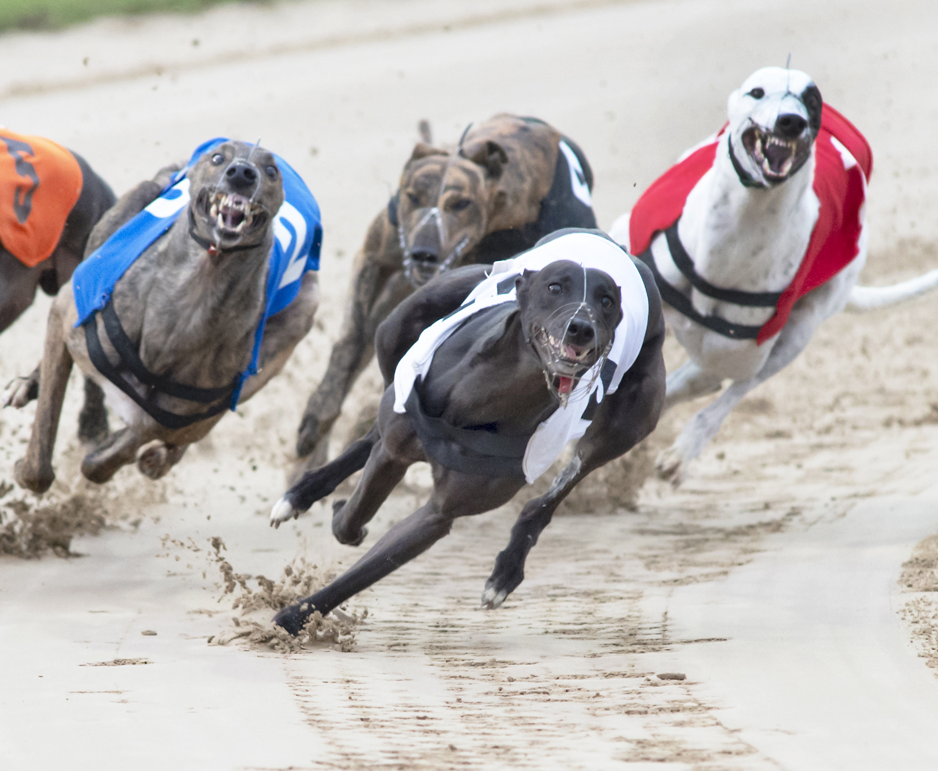 Monmore Review With Videos Greyhound Star News From The Greyhound Industry