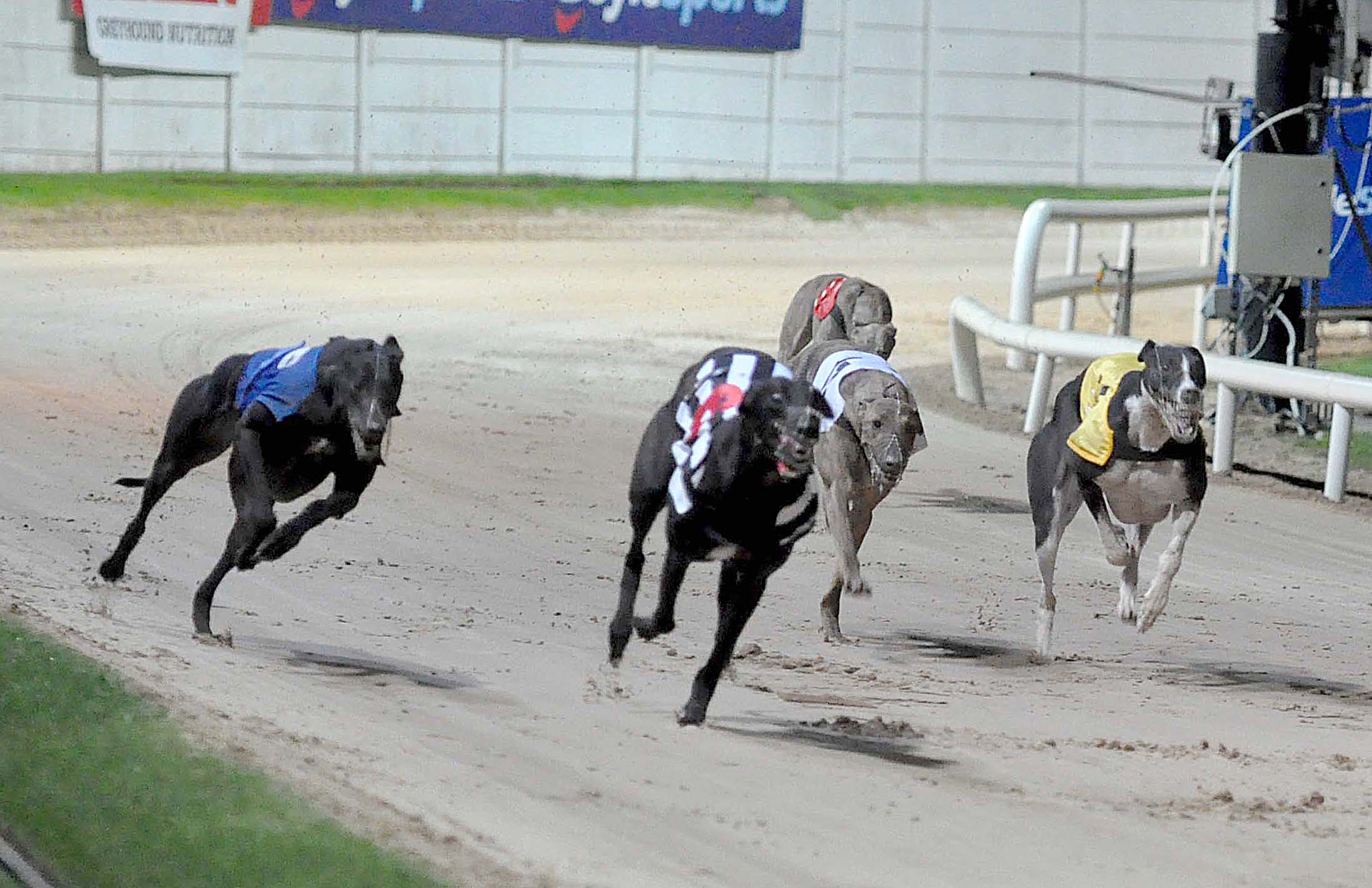 BIZARRE NIGHT AS NEWINN TAYLOR LANDS IRISH DERBY - Greyhound Star ...